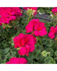Geranium Zonal Calioppe Red Splash