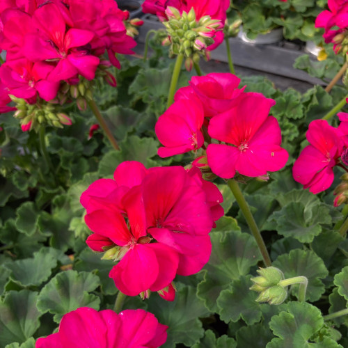 Geranium Zonal Calioppe Red Splash