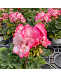 Geranium Zonal Bunny Strawberry