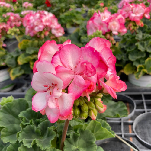 Geranium Zonal Bunny Strawberry