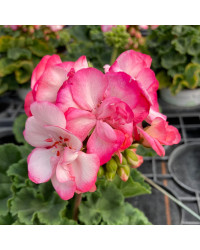 Geranium Zonal Bunny Strawberry