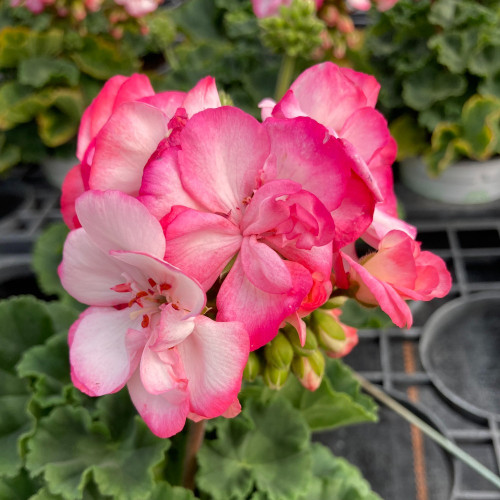 Geranium Zonal Bunny Strawberry