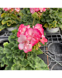 Geranium Zonal Bunny Strawberry