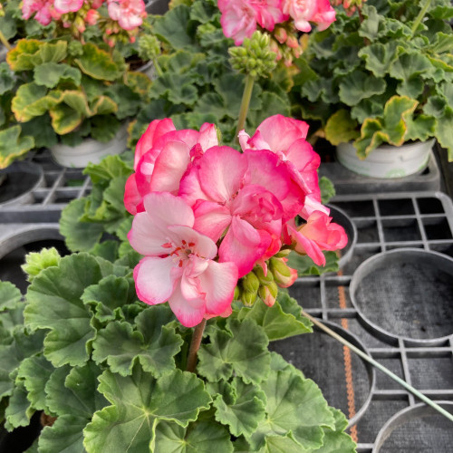 Geranium Zonal Bunny Strawberry