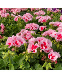 Geranium Zonal Americana White Splash