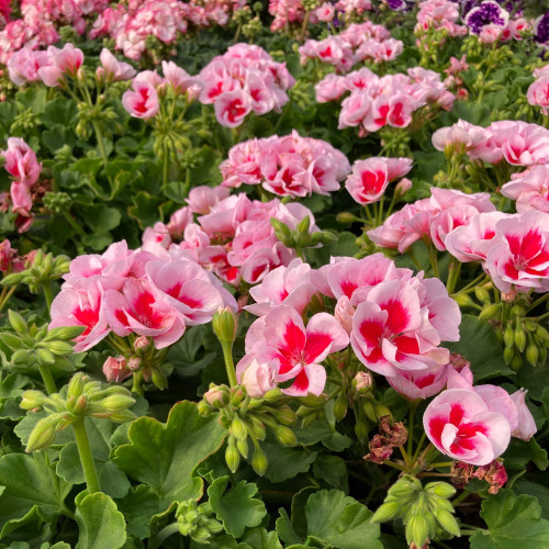 Geranium Zonal Americana White Splash