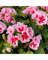 Geranium Zonal Americana White Splash