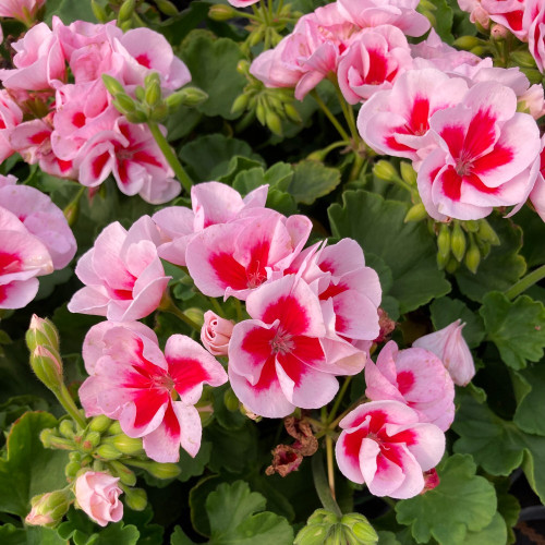 Geranium Zonal Americana White Splash