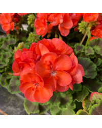 Geranium Zonal Anthony rouge