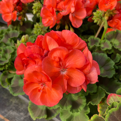 Geranium Zonal Anthony rouge