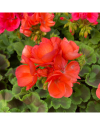 Geranium Zonal Anthony rouge