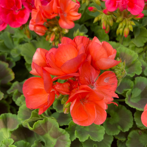 Geranium Zonal Anthony rouge