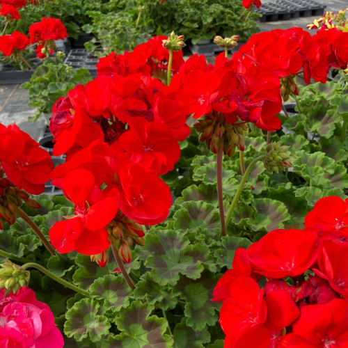 Geranium Zonal Sarita Dark Red