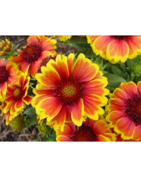 Gaillarde Aristata Arizona Sun