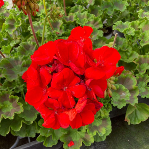 Geranium Zonal Sarita Dark Red