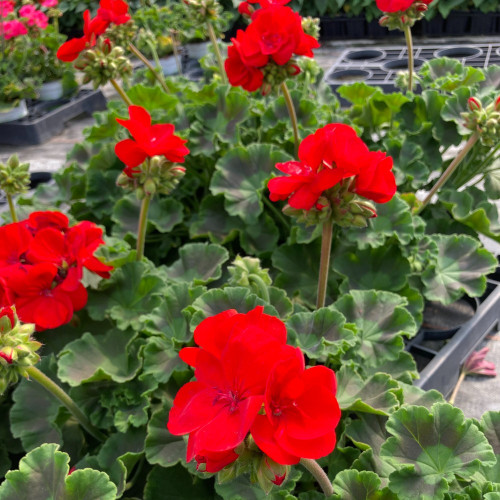 Geranium Zonal Sarita Dark Red