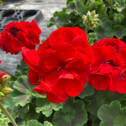 Geranium Zonal Sarita Dark Red