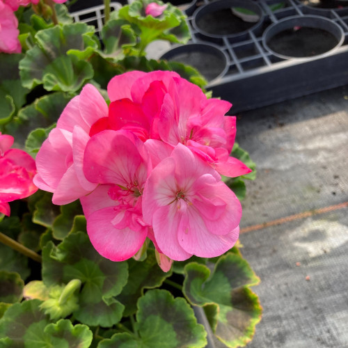 Geranium Zonal PinnacleCeline rose