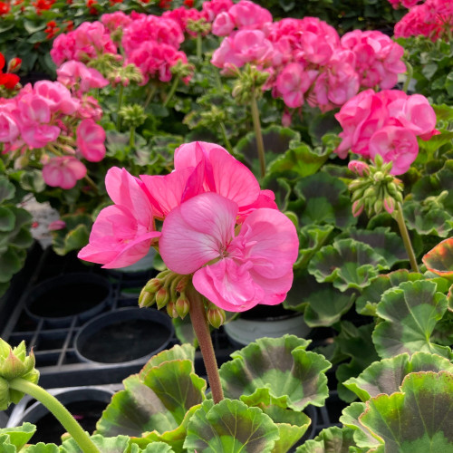 Geranium Zonal PinnacleCeline rose