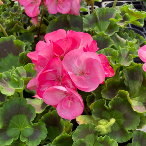 Geranium Zonal PinnacleCeline rose