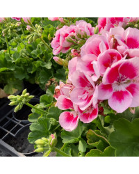 Geranium Zonal Flowerfairy White Splash
