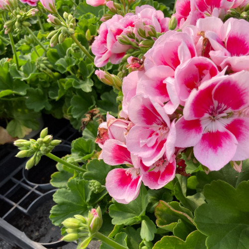 Geranium Zonal Flowerfairy White Splash