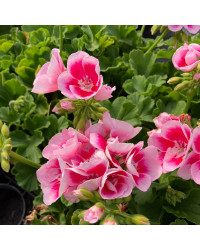 Geranium Zonal Flowerfairy White Splash