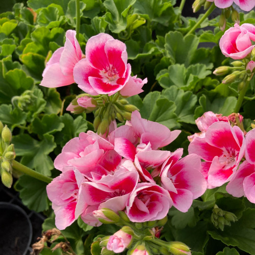 Geranium Zonal Flowerfairy White Splash