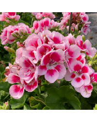Geranium Zonal Flowerfairy White Splash
