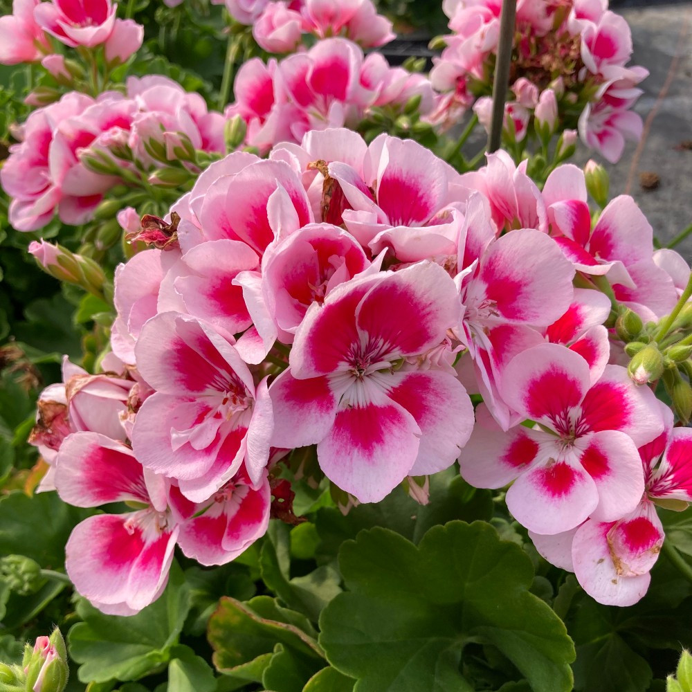 Geranium Zonal Flowerfairy White Splash