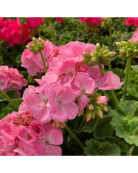 Geranium Zonal Trend Gesa
