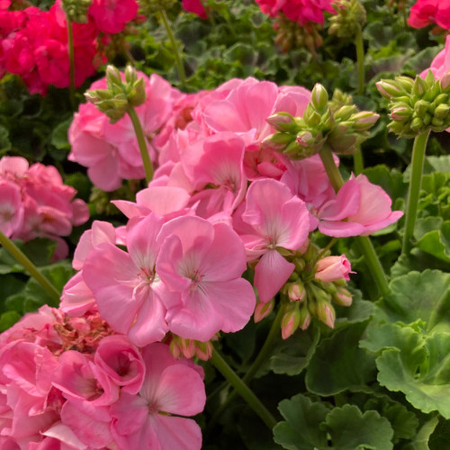 Geranium Zonal Trend Gesa