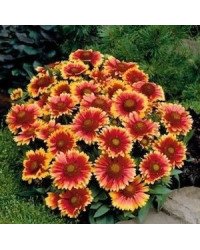 Gaillarde Aristata Arizona Sun
