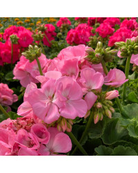 Geranium Zonal Trend Gesa