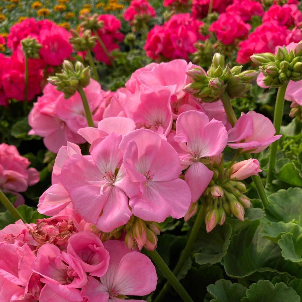 Geranium Zonal Trend Gesa