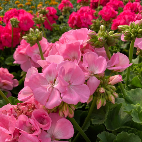 Geranium Zonal Trend Gesa