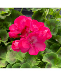 Geranium Zonal Toscana Hanna