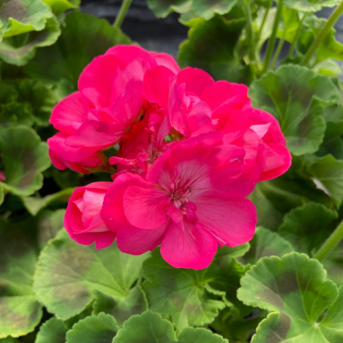 Geranium Zonal Toscana Hanna