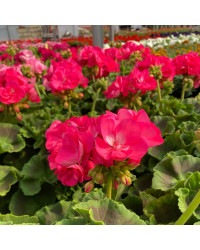 Geranium Zonal Toscana Hanna