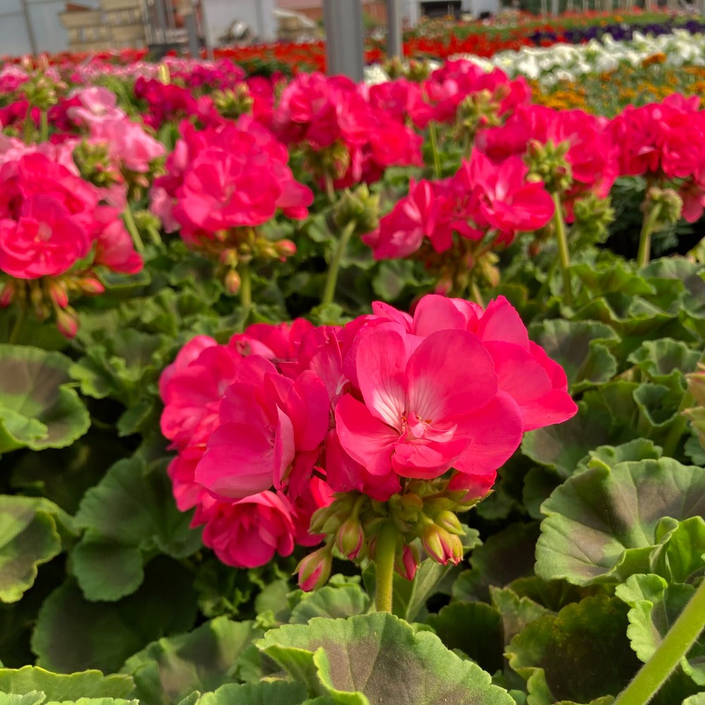 Geranium Zonal Toscana Hanna