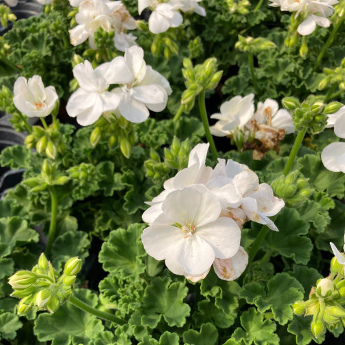 Geranium Zonal Classic White