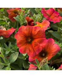 Petunia Petchoa Beautical Cinnamon
