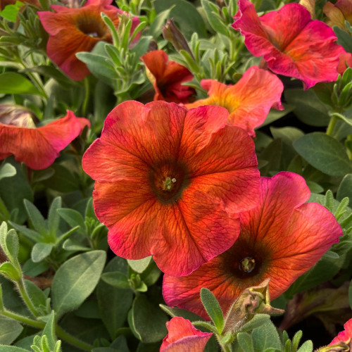 Petunia Petchoa Beautical Cinnamon