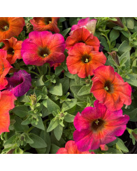 Petunia Petchoa Beautical Cinnamon