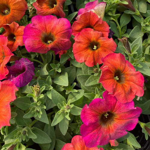 Petunia Petchoa Beautical Cinnamon