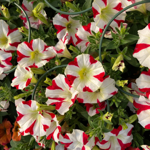 Petunia Amore King of Hearts