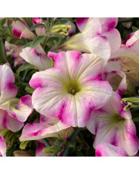 Petunia Surfinia Raspberry Blast