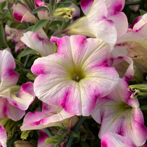 Petunia Surfinia Raspberry Blast