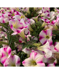 Petunia Surfinia Raspberry Blast