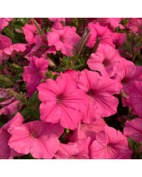 Surfinia Compact Sweetunia Bubblelou